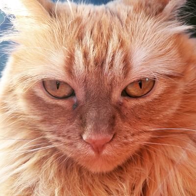 kleinang's profile picture. photo