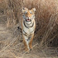 Tadoba Andhari Tiger Reserve(@etadoba) 's Twitter Profileg