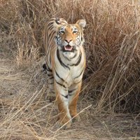 Tadoba Andhari Tiger Reserve (@etadoba) 's Twitter Profile