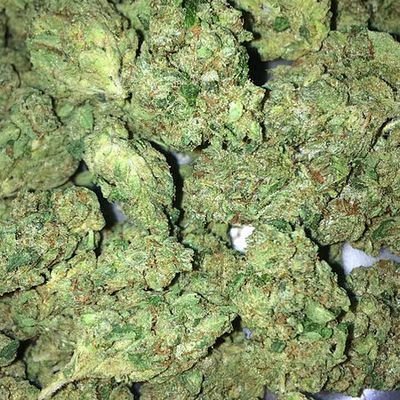 CSection17's profile picture. C Section my logor