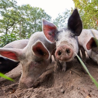 HerenboerenHvB's profile picture. Samen duurzaam voedsel produceren. Herenboeren.