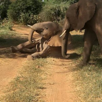 ocean_bush's profile picture. Bush Ocean safari is a well-established tour company based in Nairobi, Kenya .We’re the tailor-made travel specialists. We will customize your vacation, shaping