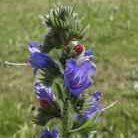 Campaigning, and taking action, to increase wildflowers, tree numbers & beneficial habitats in East Lothian. Earth is in crisis: we must stop spraying nature.