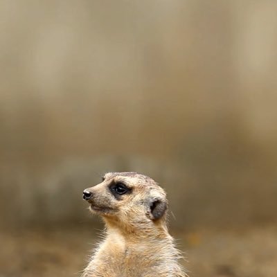 会食恐怖症の大学生です。気軽に絡んでください。無言フォローごめんなさい🙏