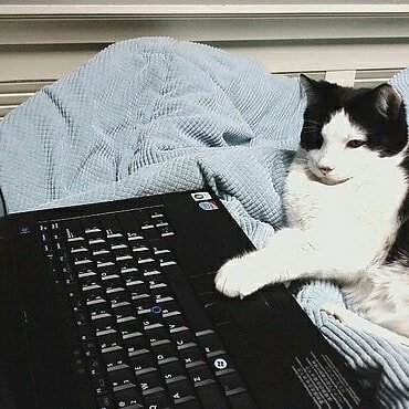 I'm a cat. I write haikus that bring humans clarity. That's why I use the internet.
