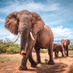 VisitGulu (@visit_gulu) Twitter profile photo VisitGulu (@visit_gulu) Twitter profile photo