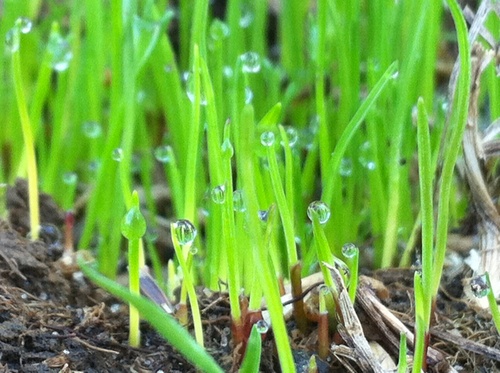 We're a family run business providing lawn care service for Monmouth/Ocean County since 1985!