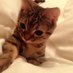 BECK 子猫のくせに (@beckbeck0127) Twitter profile photo BECK 子猫のくせに (@beckbeck0127) Twitter profile photo