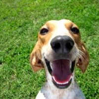 Stephanie Putnam - @Paws4chance Twitter Profile Photo