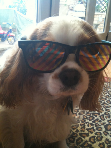 BentleytheWD's profile picture. I live with that blonde chick talks A LOT on #AmericasMorningShow syndicated out of #Nashville to #NYC and beyond. I like humping legs and sniffing butts. WOOF!