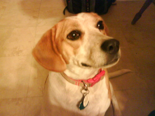 beagle's profile picture. mom to: 1 human & multiple pets. nerdy. loves: animals, music, cooking, books, gardening, canoeing, photography, movies & video games!