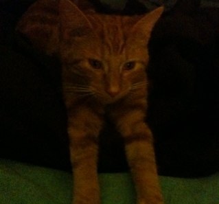 lottiea123's profile picture. 