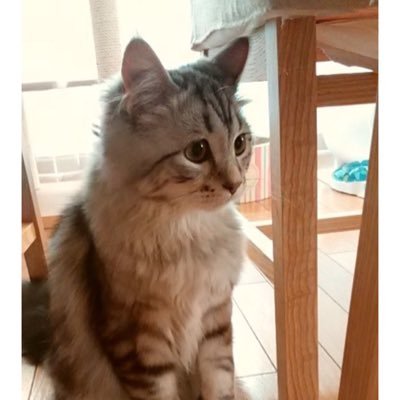 miwaty3's profile picture. フリーランスPRコンサルタント。コスメが中心です。加藤とにゃん太と横浜で暮らしてます。