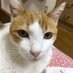 虎猫🐉 (@sirotoraneko) Twitter profile photo 虎猫🐉 (@sirotoraneko) Twitter profile photo