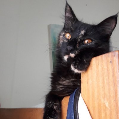 ArrigoMara's profile picture. 