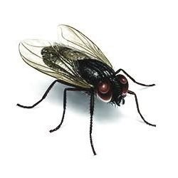 sinekler58's profile picture. 