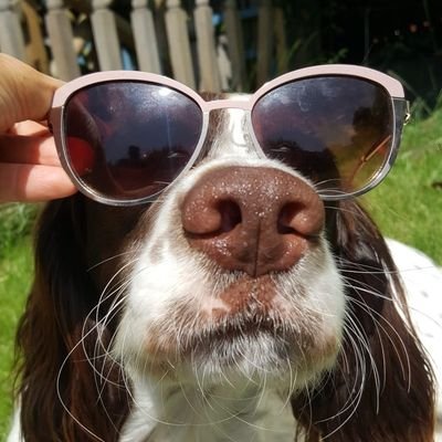 I'm the bookies favourite customer.
My dogs eat better than me.