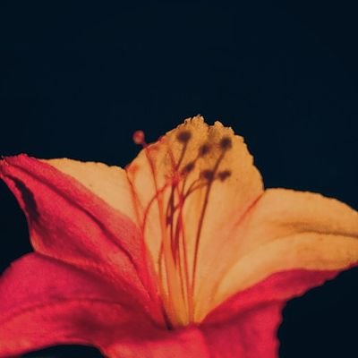 baidya2018's profile picture. 💓💘