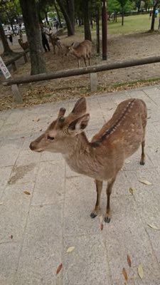 誘われて初めて行った競馬場。
それから年取ってから始めた競馬。
ビギナーズラック等なく最初に負けて、取り戻すべくやってるが、負けが膨らんできてるけどまあ楽しんでる競馬