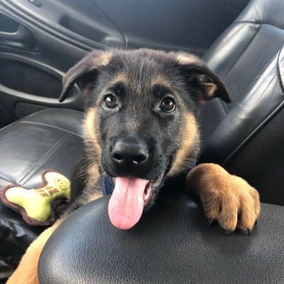 🐾German Shepherd (GSD) •🏡KY | MI •🎂4/24/19 •📱Instagram: @ChiefTuckyGSD