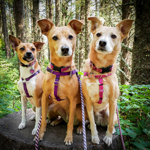 Be sure to visit our blog!  Dogs, Dog Training Photography, Blogging, Pet Product Reviews and much more!