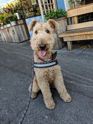 An 12 year old Airedale Terrier that lives in Houston.Usual motivations; walks, treats, scratchies, FOOD! ATTENTION!