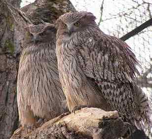 １９７５年に開園した、敷地面積４７・８ｈａのゆったりとした動物園です。園内ではシマフクロウやタンチョウをはじめ四季を通じて様々な動物たちと出会うことができます。園長や職員が最新の動物園情報をつぶやきます。返信については出来かねますのでお許しください。写真は釧路市動物園を代表する飼育動物の１つであるシマフクロウです。