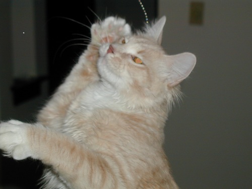 spascat's profile picture. 