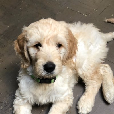 I’m a Goldendoodle. I like to eat, tear up tissues & paper. My favorite thing to do is chase these furry things that live with me. I think they’re called Cats.