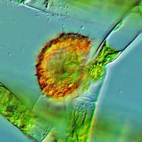HessLab (@lab_hess) 's Twitter Profile