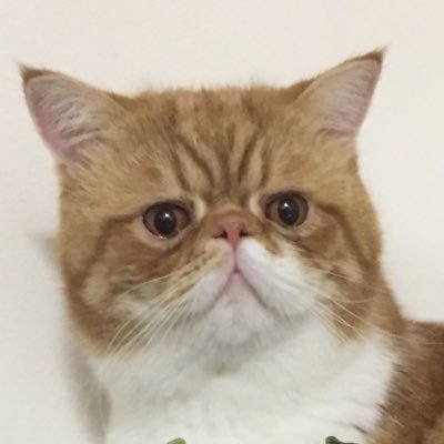 山本 靖貴さんのプロフィール画像