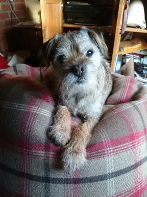 Born & breed in Derbyshire, love my wife, golf, football, DCFC, dogs especially border terriers, love walking in the countryside and on the coast of Mid Wales