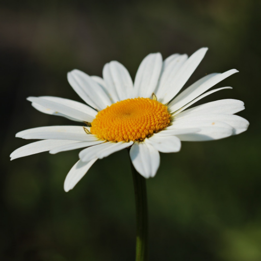 Online plant nursery offering trees, shrubs and plants.