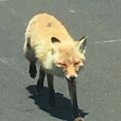 ゆる〜く暇つぶし。 ビジネス、生活密着などなど。気が向けば某業界闇の件があるかも。乱筆乱文、無言フォロー、FF外からご容赦ください。特に若年者、無礼節な方ご遠慮ください。Like,Re/Post(Tweet)はただの備忘。課金系Link/DMお断り、即ブロック/ブラックリスト、シツコイ方へは攻撃しま〜す。議論しません