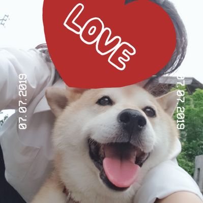 柴犬ピース 柴姉さん Twitterissa 散歩拒否 昨日は天気良かったから日向ぼっこしたかったのね笑 いやいや ここがいいの って訴えてくる 柴犬 柴犬を崇めよ 散歩拒否 犬動画 犬のいる暮らし