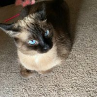 patty j 🥥 (@pslpattyh) 's Twitter Profile