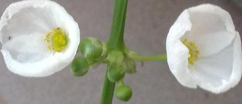 selangka's profile picture. 