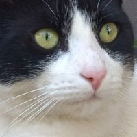 MastaSqueeGman (@gmanmasta) 's Twitter Profile