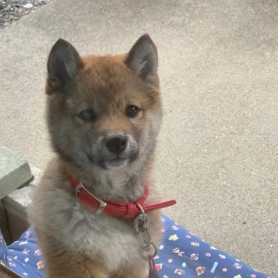 Noctさんのプロフィール画像
