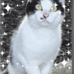 Hoshinoyume77's profile picture. 自然保護や環境問題に関心あり/ 石炭火力発電は廃止の方向/自然エネルギーと再生可能エネルギーへ/原発ゼロ悲願/未来は若い皆さんのもの/未来を生きる若い皆さんとも思いを共有したい/戦争法は即座に廃止を/全ての核兵器廃絶/この物価高は消費税引下げから/対話での外交重視/軍事力強化は別次元/憲法は改定せず活かして平和を守ろう