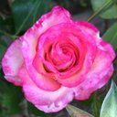 Judy Box - @judybox17 - Twitter