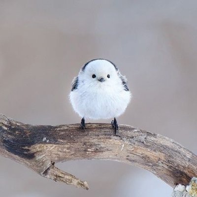 シマエナガが生息する場所はどこ 鳴き声や特徴を知って見に行こう いろはにペット