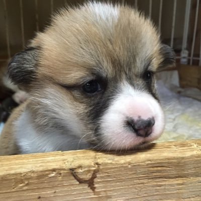 rechura_mino's profile picture. 荒野行動専用 毎日ぼーっとしてます