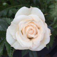 SilverStormSky (@silverstormsky1) 's Twitter Profile