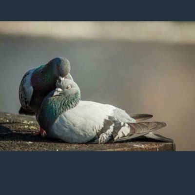 🦋واختر خليلَ قلبِكَ بحكمةٍ فليست كل القلوبِ بالقلوبِ تليقُ🦋