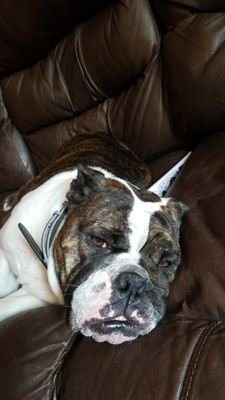 JoseGom66254001's profile picture. love animals