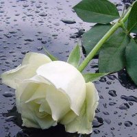 Amna alk (@amnaalk7) 's Twitter Profile
