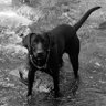 the_don_don_'s profile picture. black labs, bourbon, beer