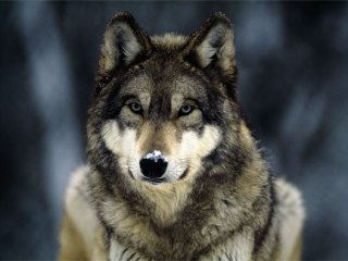 Vladikar's profile picture. мини игры, казуальные игры, браузерные онлайн игры, компьютерные игры, игры алавар