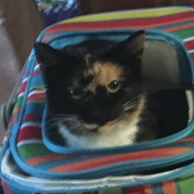 LikethisstuffI's profile picture. I play card games and always willing to learn a new card game